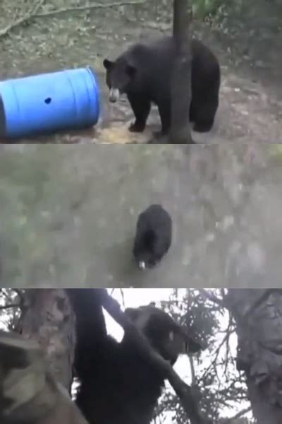 곰의 소름돋는 스피드 “속도가 LTE급깜짝 - 곰 속도